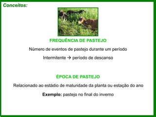 Conceitos:
FREQUÊNCIA DE PASTEJO
Número de eventos de pastejo durante um período
Intermitente  período de descanso
ÉPOCA DE PASTEJO
Relacionado ao estádio de maturidade da planta ou estação do ano
Exemplo: pastejo no final do inverno
 