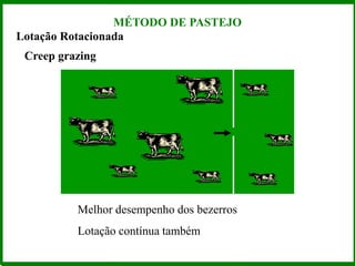 Lotação Rotacionada
Creep grazing
Melhor desempenho dos bezerros
MÉTODO DE PASTEJO
Lotação contínua também
 