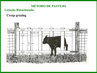 Lotação Rotacionada
Creep grazing
MÉTODO DE PASTEJO
 