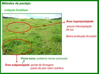Área subpastejada: perda de forragem
pasto de pior valor nutritivo
Métodos de pastejo:
Lotação Contínua
Área superpastejada:
pouca interceptação
de luz
Baixa produção do pasto
Planta baixa: problema menos acentuado
 