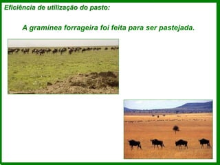 Eficiência de utilização do pasto:
A gramínea forrageira foi feita para ser pastejada.
 