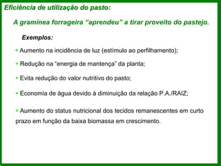 Eficiência de utilização do pasto:
A gramínea forrageira “aprendeu” a tirar proveito do pastejo.
Exemplos:
 Aumento na incidência de luz (estímulo ao perfilhamento);
 Redução na “energia de mantença” da planta;
 Evita redução do valor nutritivo do pasto;
 Economia de água devido à diminuição da relação P.A./RAIZ;
 Aumento do status nutricional dos tecidos remanescentes em curto
prazo em função da baixa biomassa em crescimento.
 