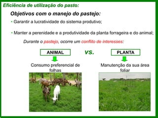 Eficiência de utilização do pasto:
Objetivos com o manejo do pastejo:
• Manter a perenidade e a produtividade da planta forrageira e do animal;
• Garantir a lucratividade do sistema produtivo;
Durante o pastejo, ocorre um conflito de interesses:
ANIMAL PLANTA
vs.
Consumo preferencial de
folhas
Manutenção da sua área
foliar
 