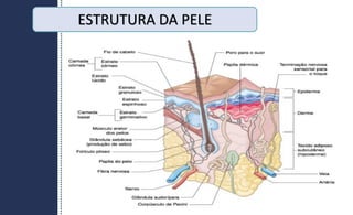 ESTRUTURA DA PELE
 