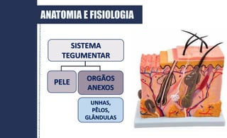 ANATOMIA E FISIOLOGIA
SISTEMA
TEGUMENTAR
PELE ORGÃOS
ANEXOS
UNHAS,
PÊLOS,
GLÂNDULAS
 