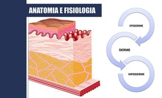 ANATOMIA E FISIOLOGIA
EPIDERME
DERME
HIPODERME
 