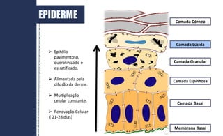 EPIDERME
Membrana Basal
Camada Espinhosa
Camada Granular
Camada Lúcida
Camada Córnea
Camada Basal
 Epitélio
pavimentoso,
queratinizado e
estratificado.
 Alimentada pela
difusão da derme.
 Multiplicação
celular constante.
 Renovação Celular
( 21-28 dias)
 