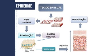 TECIDO EPITELIAL
RENOVAÇÃO
VIDA
LIMITADA
DIVISÃO
MITÓTICA
LÂMINA BASAL
Empurradas
DESCAMAÇÃO
EPIDERME
 