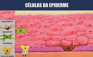 CÉLULA DE MERKEL
LANGERHANS
QUERATINÓCITO
MELANÓCITO
CÉLULAS DA EPIDERME
 