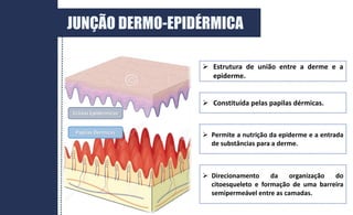  Estrutura de união entre a derme e a
epiderme.
 Permite a nutrição da epiderme e a entrada
de substâncias para a derme.
 Constituída pelas papilas dérmicas.
 Direcionamento da organização do
citoesqueleto e formação de uma barreira
semipermeável entre as camadas.
Cristas Epidérmicas
Papilas Dérmicas
JUNÇÃO DERMO-EPIDÉRMICA
 