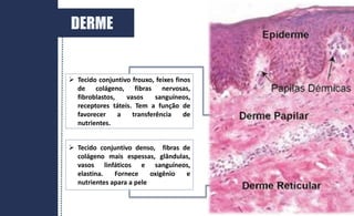  Tecido conjuntivo frouxo, feixes finos
de colágeno, fibras nervosas,
fibroblastos, vasos sanguíneos,
receptores táteis. Tem a função de
favorecer a transferência de
nutrientes.
 Tecido conjuntivo denso, fibras de
colágeno mais espessas, glândulas,
vasos linfáticos e sanguíneos,
elastina. Fornece oxigênio e
nutrientes apara a pele
DERME
 