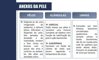 ANEXOS DA PELE
GLÂNDULAS UNHAS
PÊLOS
 Originam-se de uma
invaginação da
epiderme, o folículo
piloso. Dificultam a
dispersão de calor,
têm períodos de
atividade e de
inatividade, tendem
a ficar cinzas ou
brancos com o
passar dos anos e
cortá-los ou barbeá-
los não afeta sua
atividade cíclica.
 SEBÁCEAS
Estão anexas aos pêlos e
secretam uma mistura
complexa de lipídeos com
função de lubrificação da
pele e ação bactericida.
 SUDORÍPARAS
Secretam um fluído de
cloreto de sódio que
atuam regulando a
temperatura do corpo.
 Formadas por dois
folhetos altamente
corneificados
epidérmicos da
camada córnea e
lúcida. Geralmente
são de cor rosada pela
rede de capilares que
existe abaixo delas.
Crescem na proporção
de 1mm por semana.
 