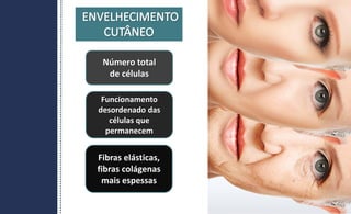 Número total
de células
Funcionamento
desordenado das
células que
permanecem
Fibras elásticas,
fibras colágenas
mais espessas
 