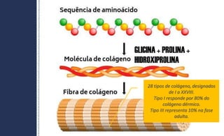 GLICINA + PROLINA +
HIDROXIPROLINA
28 tipos de colágeno, designados
de I a XXVIII.
Tipo I responde por 80% do
colágeno dérmico.
Tipo III representa 10% na fase
adulta.
 