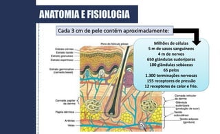 Cada 3 cm de pele contém aproximadamente:
Milhões de células
5 m de vasos sanguíneos
4 m de nervos
650 glândulas sudoríparas
100 glândulas sebáceas
65 pelos
1.300 terminações nervosas
155 receptores de pressão
12 receptores de calor e frio.
ANATOMIA E FISIOLOGIA
 