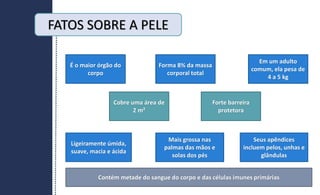 É o maior órgão do
corpo
Forma 8% da massa
corporal total
Em um adulto
comum, ela pesa de
4 a 5 kg
Cobre uma área de
2 m²
Contém metade do sangue do corpo e das células imunes primárias
Forte barreira
protetora
Ligeiramente úmida,
suave, macia e ácida
Mais grossa nas
palmas das mãos e
solas dos pés
Seus apêndices
incluem pelos, unhas e
glândulas
FATOS SOBRE A PELE
 