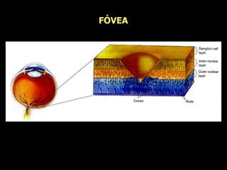 FÓVEA 