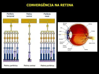 CONVERGÊNCIA NA RETINA 
