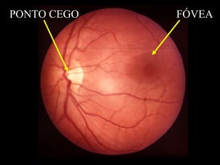 PONTO CEGO FÓVEA 