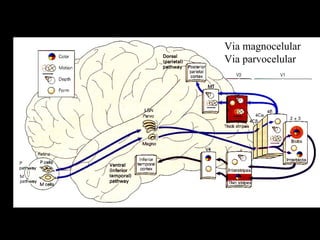 VIAS PARALELAS Via magnocelular Via parvocelular 