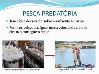 Aula - Pesca predatória e os impactos ambientais | PPTX