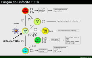 Barbosa AN, 2013
Linfócito T CD4
 