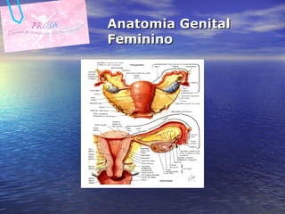 Anatomia Genital Feminino 