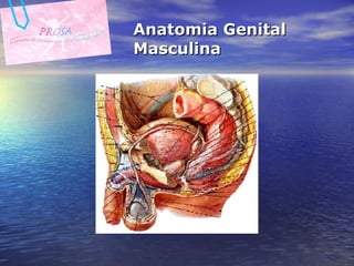 Anatomia Genital Masculina 