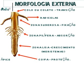 MORFOLOGIA EXTERNA ÁPICE BASE COIFA - PROTEÇÃO. ZONA LISA -CRESCIMENTO (MERISTEMAS) ZONA PILÍFERA - ABSORÇÃO ZONA SUBEROSA - FIXAÇÃO RADICELAS COLO OU COLETO - TRANSIÇÃO 