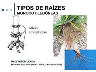 TIPOS DE RAÍZES MONOCOTILEDÔNEAS RAÍZ FASCICULADA  ( não tem eixo principal ex. milho, cana-de-açúcar) 