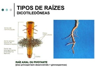 TIPOS DE RAÍZES  DICOTILEDÔNEAS RAÍZ AXIAL OU PIVOTANTE  ( eixo principal bem desenvolvido + gimnospermas) 