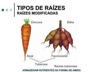 TIPOS DE RAÍZES  RAÍZES MODIFICADAS ARMAZENAM NUTRIENTES NA FORMA DE AMIDO 