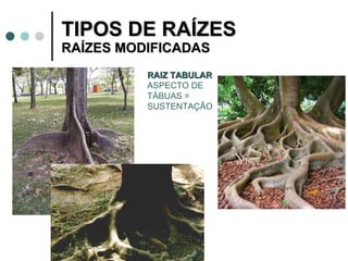 TIPOS DE RAÍZES  RAÍZES MODIFICADAS RAIZ TABULAR  ASPECTO DE TÁBUAS = SUSTENTAÇÃO 
