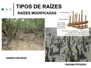 TIPOS DE RAÍZES    RAÍZES MODIFICADAS RAÍZES ESCORAS PNEUMATÓFOROS 