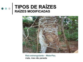 TIPOS DE RAÍZES  RAÍZES MODIFICADAS Raiz estrangulante – Mata-Pau.  mata, mas não parasita 