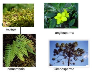 musgo samambaia angiosperma Gimnosperma 