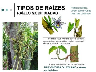TIPOS DE RAÍZES  RAÍZES MODIFICADAS RAIZ CINTURA OU VELAME = aéreas verdadeiras Plantas epífitas, vivem sobre outras mas não parasitam 
