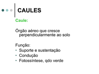 CAULES Caule:   Órgão aéreo que cresce perpendicularmente ao solo Função: Suporte e sustentação Condução Fotossíntese, qdo verde 