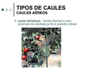 TIPOS DE CAULES CAULES AÉREOS caule herbáceo  - tecido flexível e com acúmulo da celulose junto à parede celular  