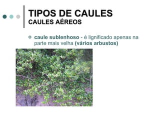 TIPOS DE CAULES CAULES AÉREOS caule sublenhoso  - é lignificado apenas na parte mais velha  (vários arbustos) 