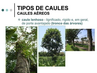 TIPOS DE CAULES CAULES AÉREOS caule lenhoso  - lignificado, rígido e, em geral, de porte avantajado  (tronco das árvores)  