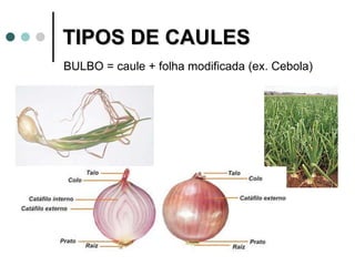 TIPOS DE CAULES  BULBO = caule + folha modificada (ex. Cebola) 