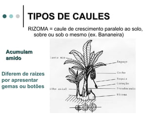 TIPOS DE CAULES  RIZOMA = caule de crescimento paralelo ao solo, sobre ou sob o mesmo (ex. Bananeira) Acumulam amido Diferem de raízes  por apresentar gemas ou botões 