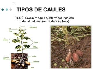 TIPOS DE CAULES  TUBÉRCULO = caule subterrâneo rico em material nutritivo (ex. Batata inglesa) 