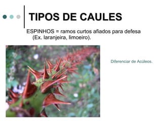 TIPOS DE CAULES ESPINHOS = ramos curtos afiados para defesa (Ex. laranjeira, limoeiro). Diferenciar de Acúleos. 