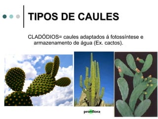 TIPOS DE CAULES CLADÓDIOS= caules adaptados á fotossíntese e armazenamento de água (Ex. cactos). 