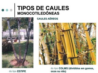 TIPOS DE CAULES  MONOCOTILEDÔNEAS   CAULES AÉREOS do tipo  ESTIPE do tipo  COLMO (divididos em gomos,  ocos ou não) 