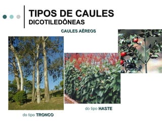 TIPOS DE CAULES  DICOTILEDÔNEAS CAULES AÉREOS do tipo  TRONCO do tipo  HASTE 