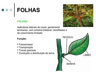 FOLHAS FOLHAS: Apêndices laterais do caule, geralmente laminares, com simetria bilateral, clorofilados e de crescimento limitado Função: Fotossíntese Transpiração Trocas gasosas Condução e distribuição de seiva 