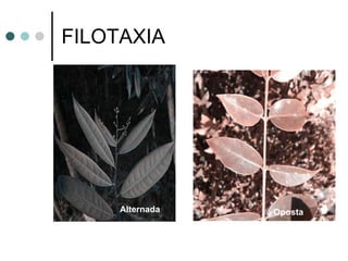 FILOTAXIA Alternada   Oposta 